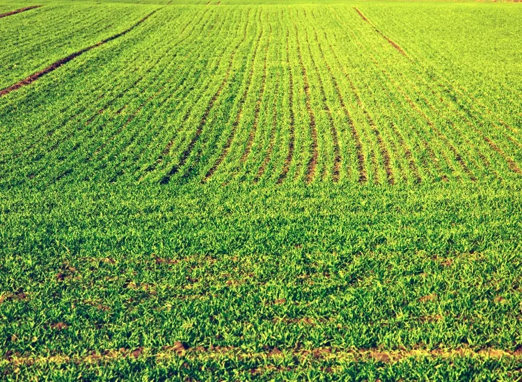 Agricultural Land